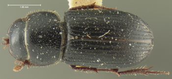 Media type: image;   Entomology 3735 Aspect: habitus dorsal view